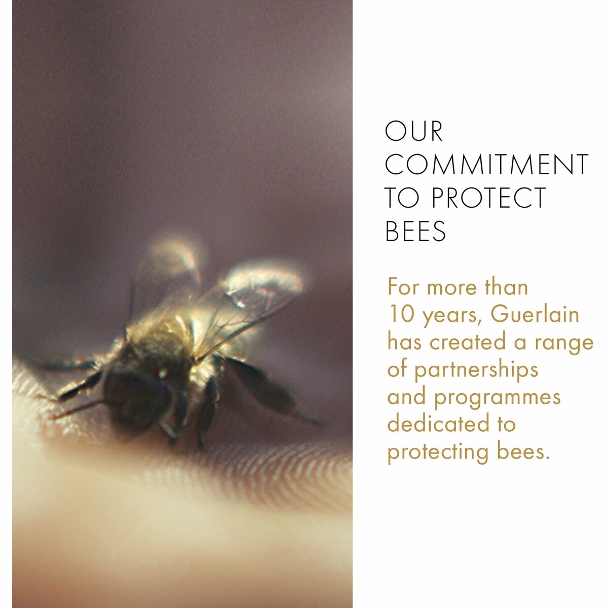 Abeille Royale Fortifying Lotion with Royal Jelly Abeille Royale Fortifying Lotion with Royal Jelly