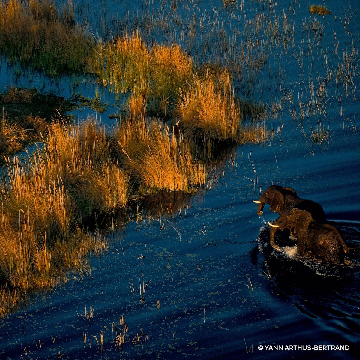 Aqua Allegoria Forte Bosca Vanilla Eau de Parfum Aqua Allegoria Forte Bosca Vanilla Eau de Parfum