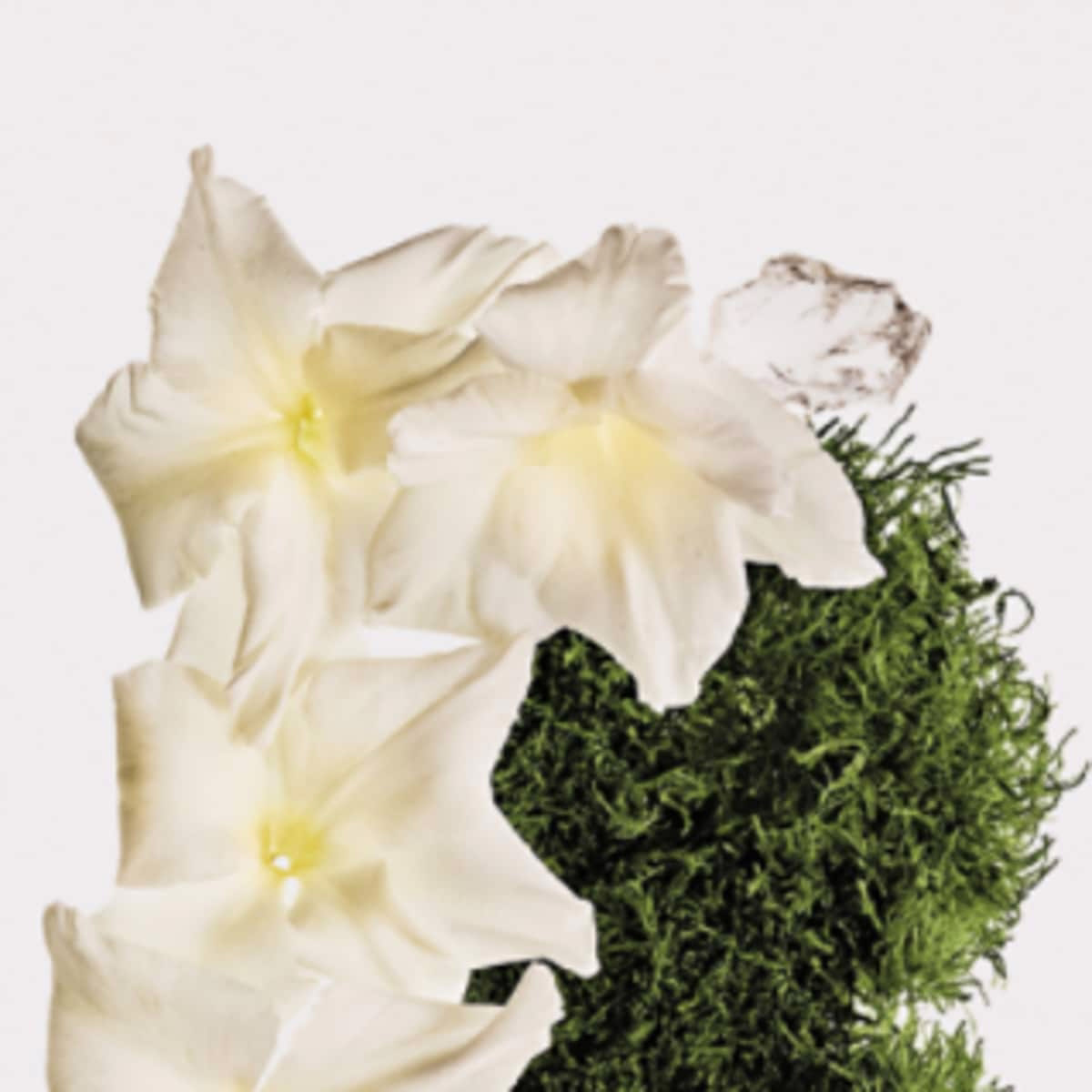 Cotton Musk Unisex Hair & Body Perfume Mist