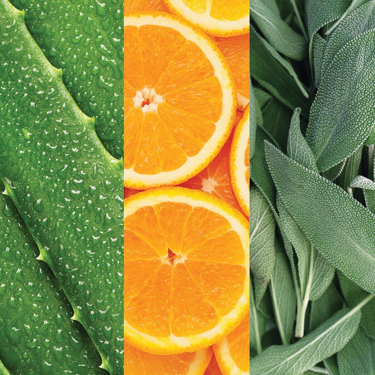 알로에, 세이지 & 오렌지 블로섬 페이셜 스프레이 236ml 알로에, 세이지 & 오렌지 블로섬 페이셜 스프레이 236ml