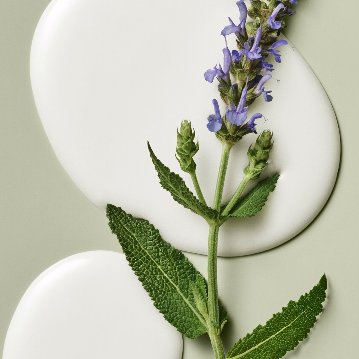 Nature in a Jar Skin Reset Serum with Bakuchiol Nature in a Jar Skin Reset Serum with Bakuchiol