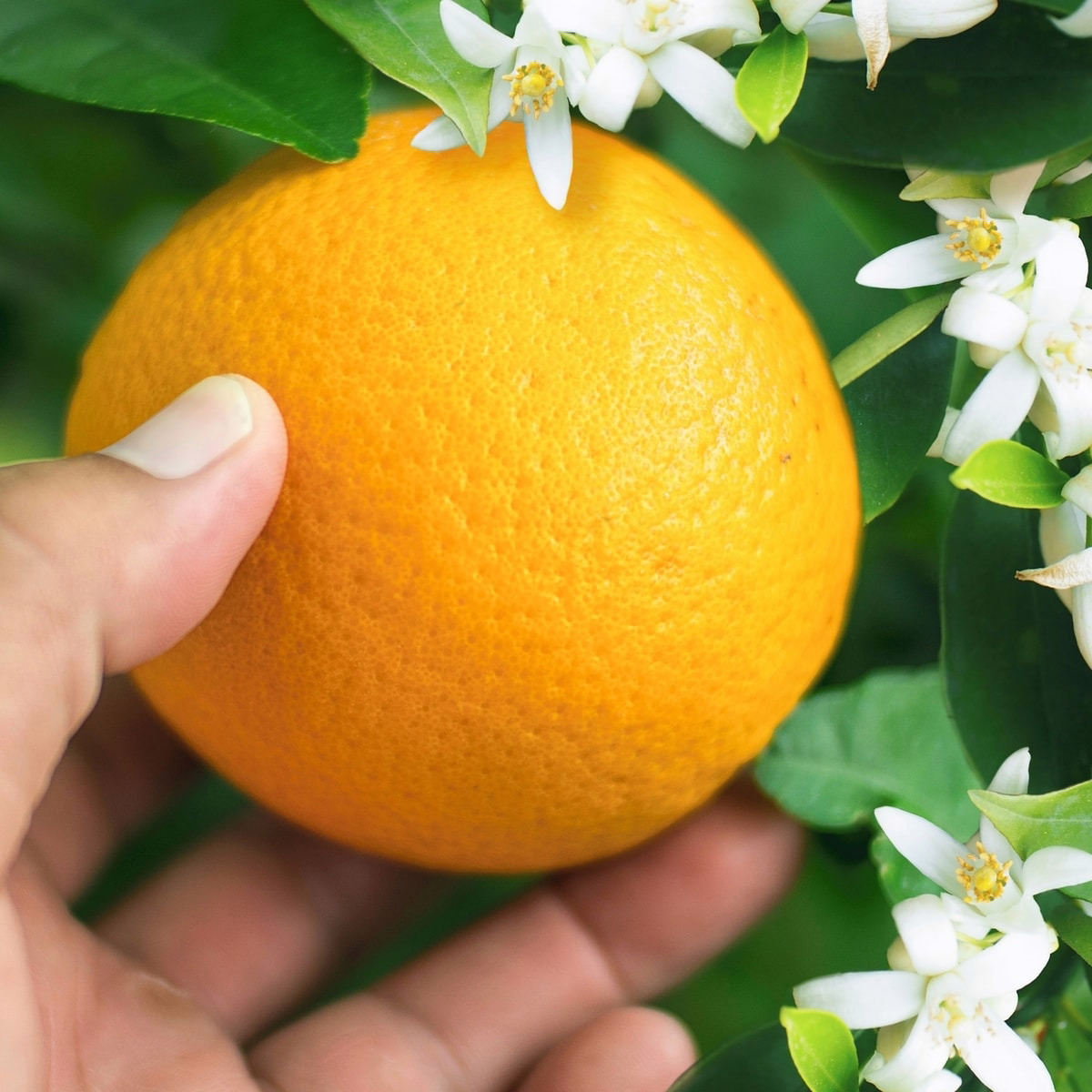 Orange Blossom pH-Balanced & Colour-Safe Volume Conditioner Orange Blossom pH-Balanced & Colour-Safe Volume Conditioner