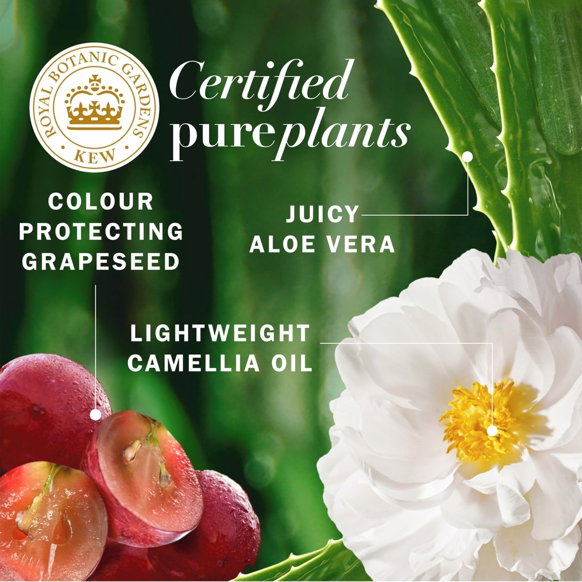 Pure Grapeseed Colour Nurture Sulfate Free Shampoo, Hair Protection and Colour Nourishment, with Certified Camellia Oil and Aloe Vera, For All Hair Types, Especially Colour Treated Hair Pure Grapeseed Colour Nurture Sulfate Free Shampoo, Hair Protection and Colour Nourishment, with Certified Camellia Oil and Aloe Vera, For All Hair Ty