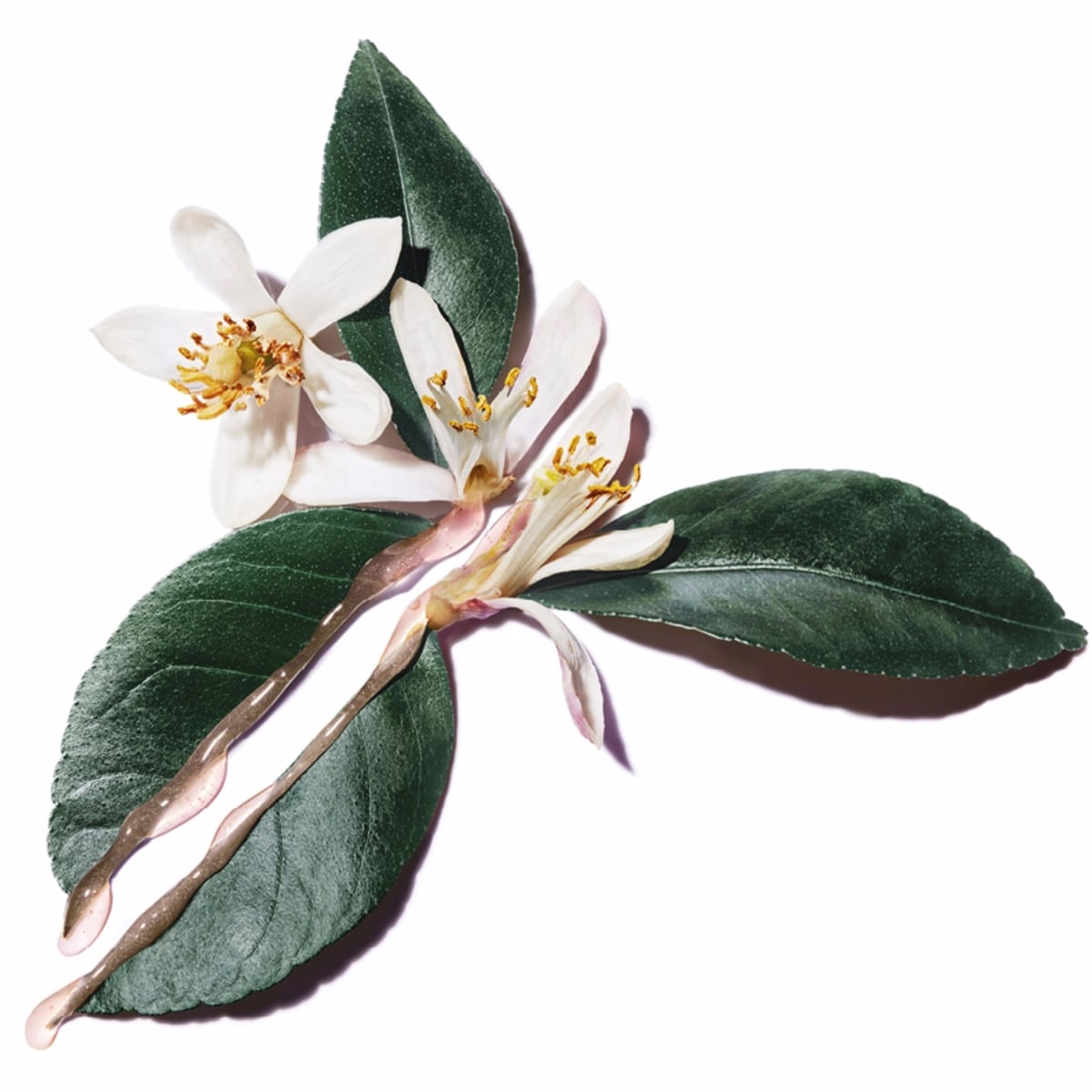 Pure Shots Perfect Plumper Cream Refill