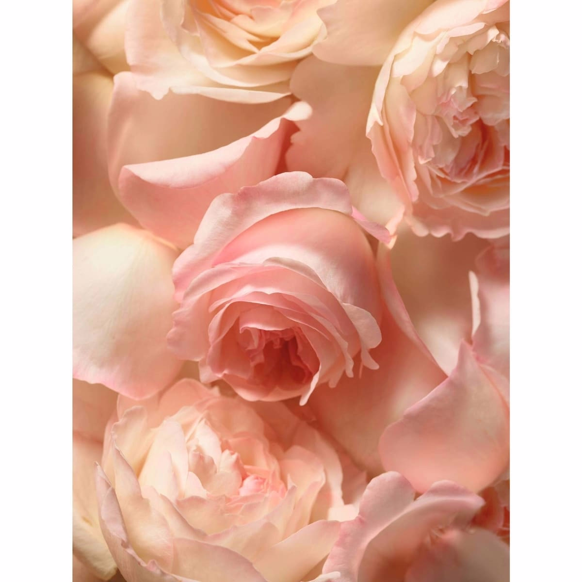 Romance Eau de Parfum