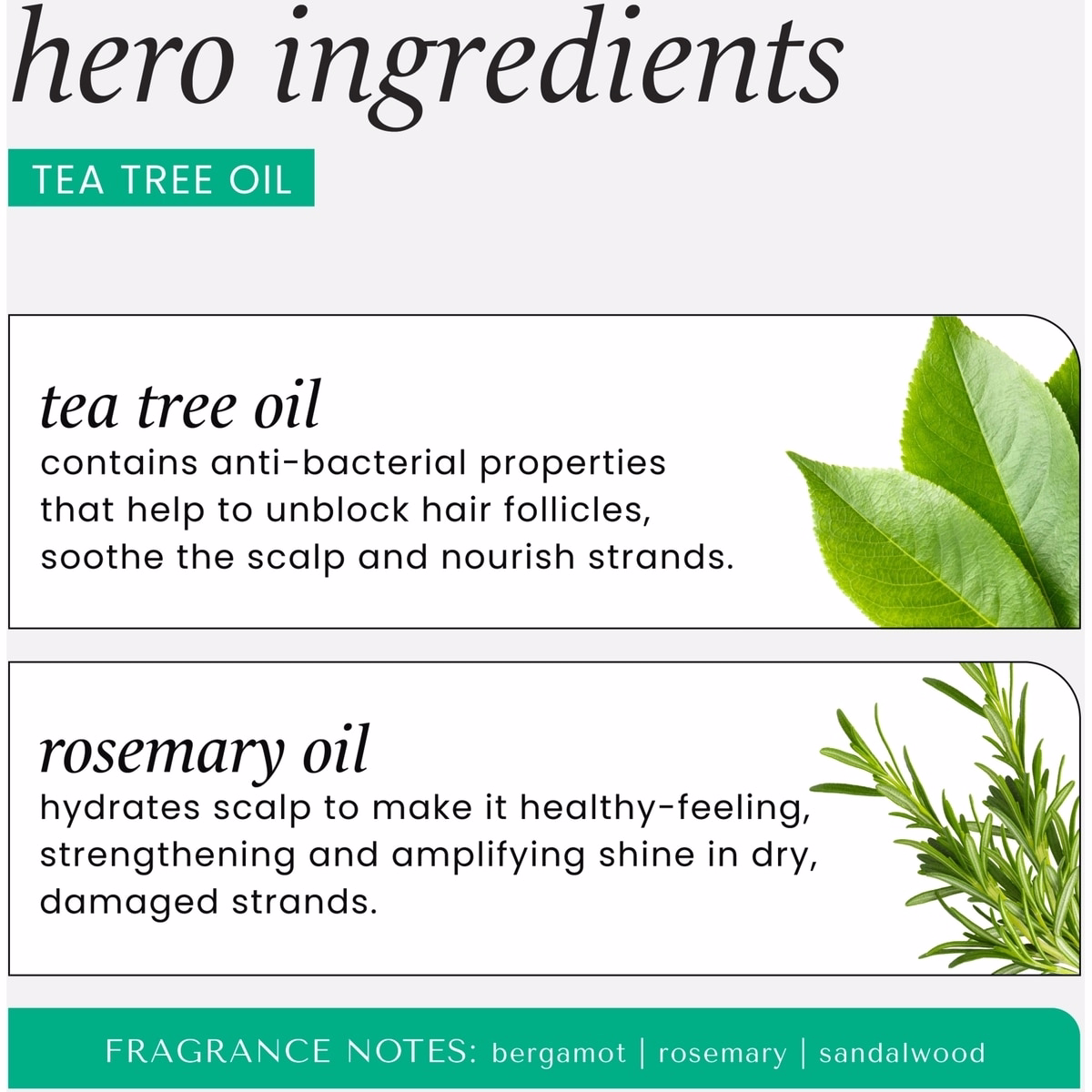Tea Tree Oil & Rosemary Invigorating Shampoo Tea Tree Oil & Rosemary Invigorating Shampoo